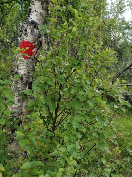 Na Er Vinteren Kommet Til Hallingdal 알 외부 사진